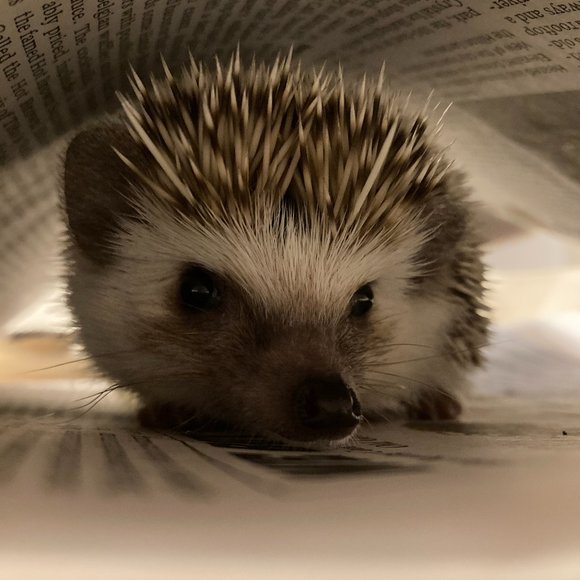 Meet your Posher, Sydney - Picture 1 of 1